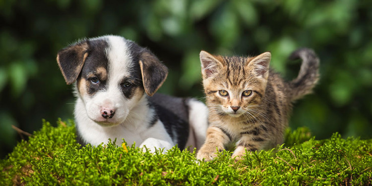 Pet Insurance: